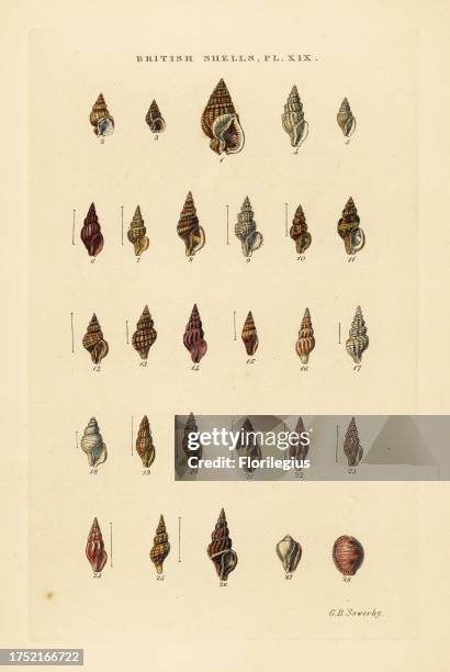 Rock snails and European cowrie, Tritia, Nassa, Mangelia, Erato, Cypraea, etc. Handcoloured copperplate engraving by George Brettingham Sowerby from...