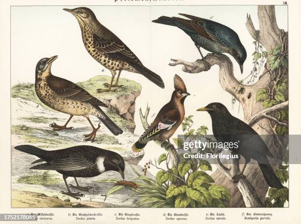 Mistle thrush, Turdus viscivorus a, fieldfare, Turdus pilaris b, ring ouzel, Turdus torquatus c, blue rock thrush, Monticola solitarius d, blackbird,...