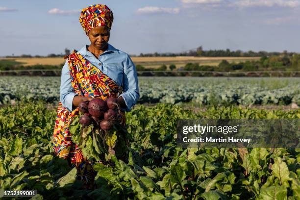 beautiful black african woman farmer in traditional clothing holding a bunch of beetroot in a farm field in africa - common beet stock pictures, royalty-free photos & images