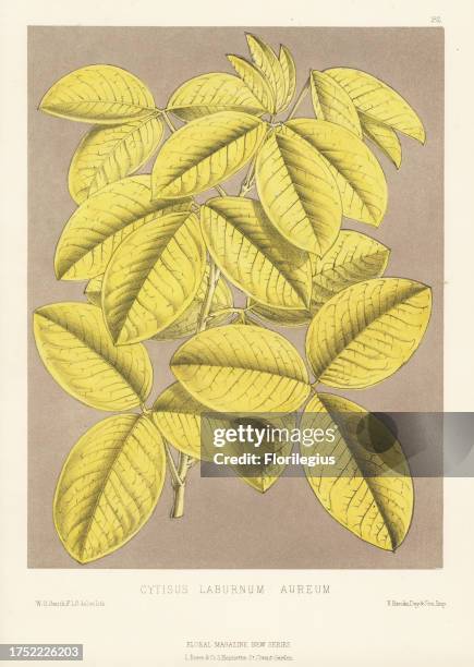 Common laburnum, golden chain or golden rain, Laburnum anagyroides. As golden laburnum, Cytisus laburnum aureum. Raised by Richard Smith of...