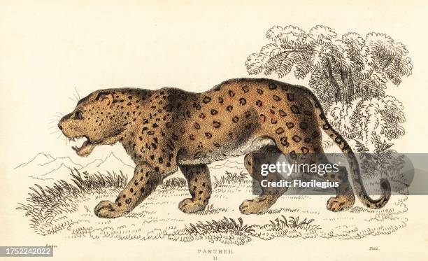 Leopard, Panthera pardus, vulnerable. Panther, Felis pardus. Handcoloured steel engraving by Joseph Kidd after an illustration by Alexander Forbes...