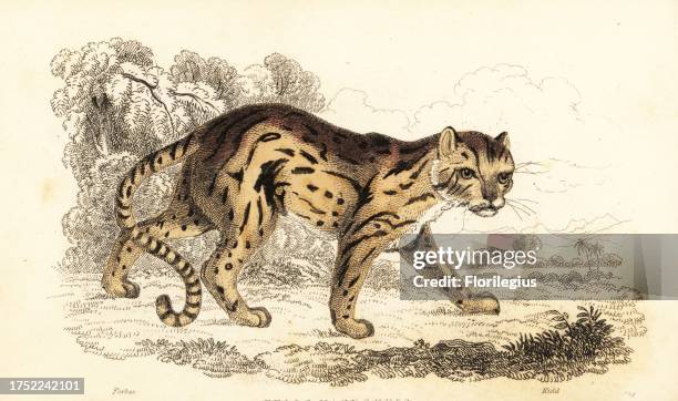 Margay, Leopardus wiedii. Named after Prince Maximilian of Wied-Neuwied. Neuweid cat, Felis macrourus of Prince Maximilian. Handcoloured steel...