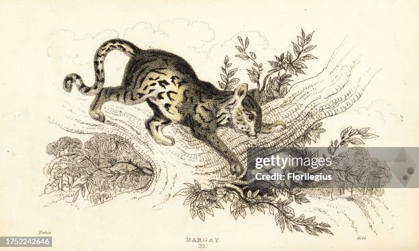 Margay, Leopardus wiedii. Named after Prince Maximilian of Wied-Neuwied. Margay, Felis tigrina. Handcoloured steel engraving by Joseph Kidd after an...