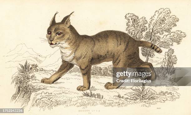 Cat Reed 55 Jungle Lynx Stock Photos, High-Res Pictures, and Images - Getty Images