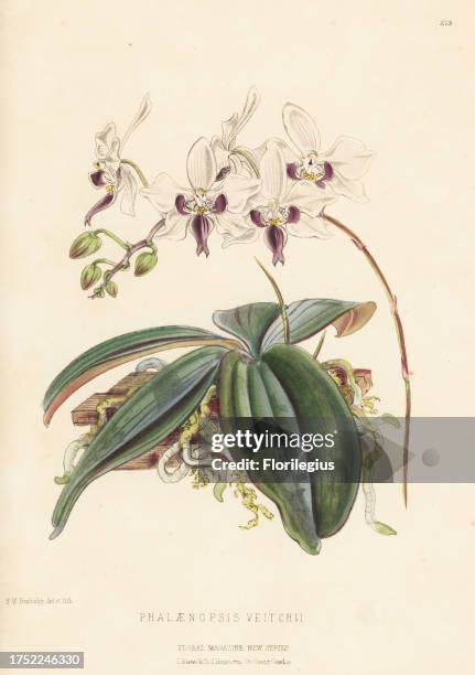 Phalaenopsis veitchii orchid. Natural hybrid of Phalaenopsis equestris and Phalaenopsis equestris, raised by James Veitch and Sons Royal Exotic...