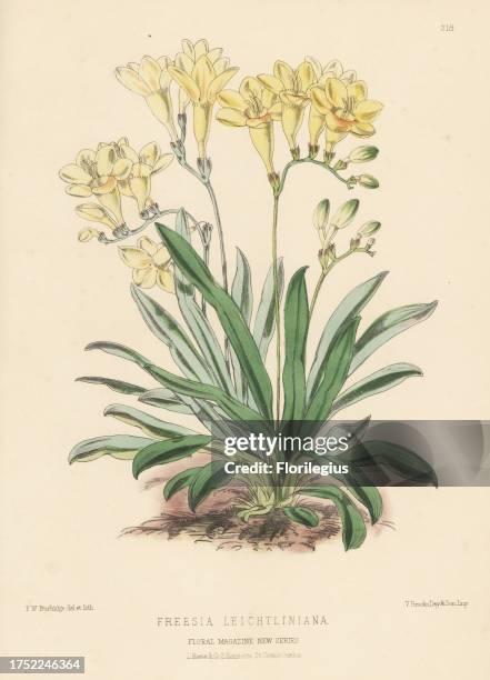 Leichtlin's freesia, Freesia leichtlinii. Introduced from the Cape of Good Hope, South Africa, by the New Plant and Bulb Company, Colchester. As...