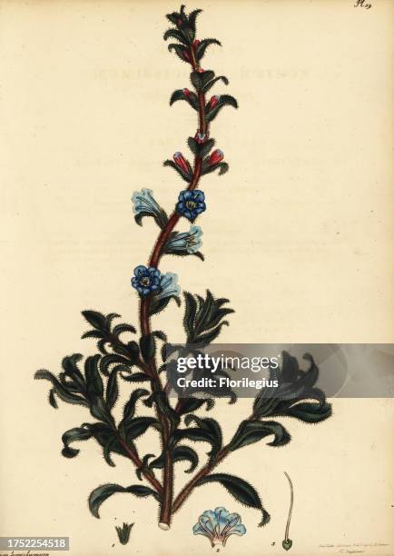 Silver healthbush, Lobostemon argenteus. Prickly viper's bugloss, Echium ferocissimum. Copperplate engraving drawn, engraved and hand-coloured by...