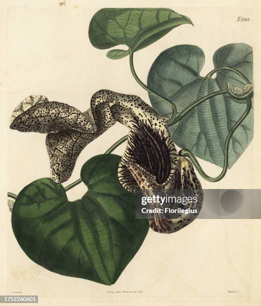 Aristolochia cymbifera. Marcgrave's birthwort, Aristolochia labiosa. Native of Brazil, introduced to Kew Gardens by the king's collectors Allan...