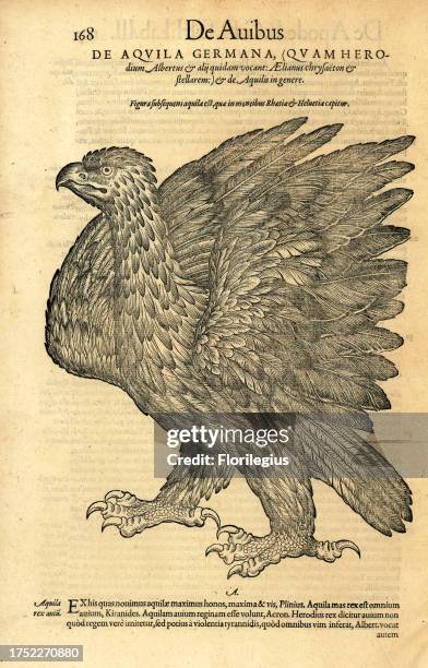 Golden eagle, Aquila chrysaetos. De Aquila germana . Woodcut engraving after an illustration by Lucas Schan and Conrad Gessner from Conrad Gessner's...