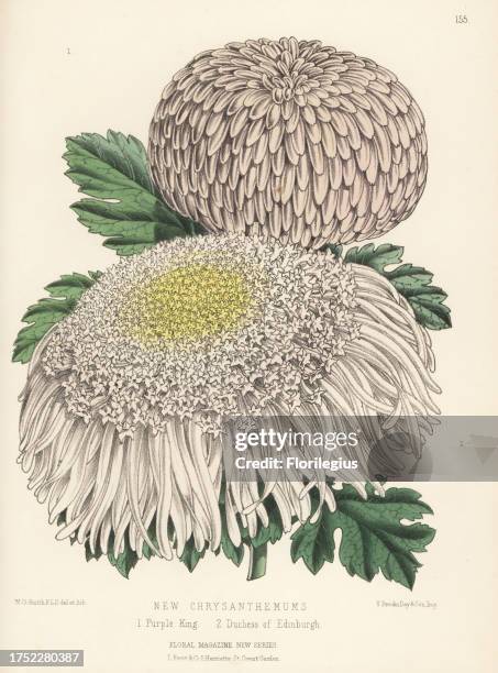 New Japanese chrysanthemum cultivars: Purple King 1 and Duchess of Edinburgh 2. Raised by James Herbert Veitch and Sons of Chelsea. Handcolored...
