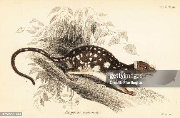 Tiger quoll, spotted-tail quoll, the spotted quoll, the spotted-tail dasyure, Dasyurus maculatus. Spotted-tail dasyurus, Dasyurus macrourus....