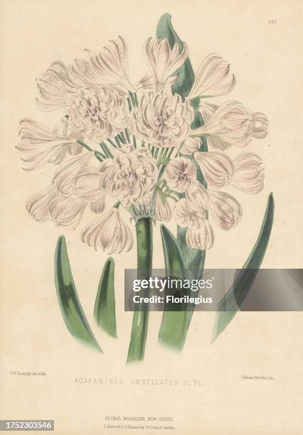 African lily, Agapanthus africanus, native to South Africa from the Cape to Swellendam. Raised by Bernard Samuel Williams of Holloway. As...