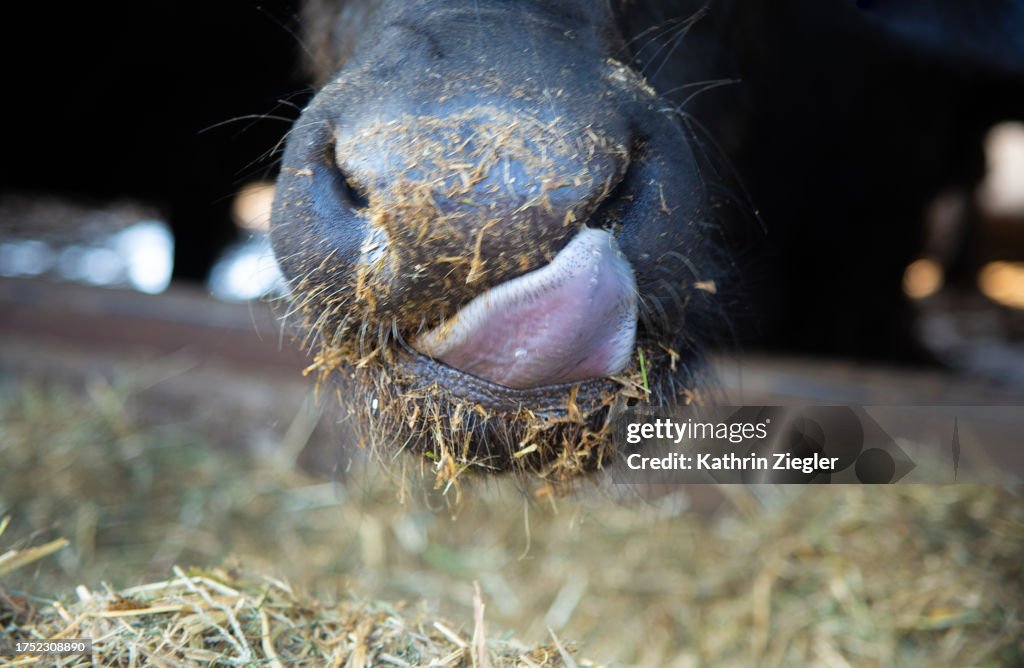 Buffalo's muzzle with tongue out, close-up