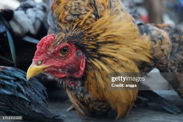 native roosters in a condition tied for sale in poultry markets - rooster crowing stock pictures, royalty-free photos & images