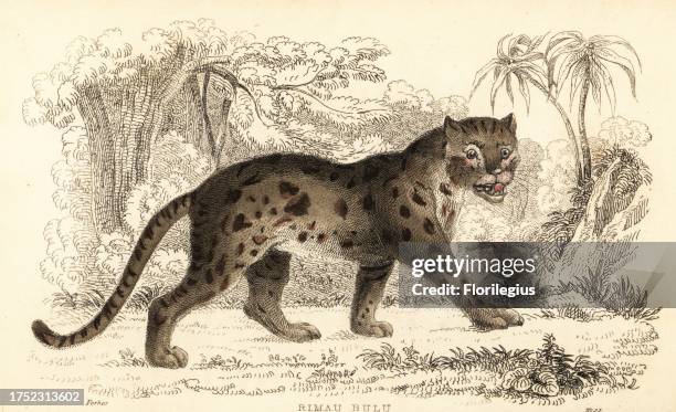 Sunda leopard cat, Prionailurus bengalensis subsp. Sumatranus. Rimau bulu, Felis sumatrana, Horsfield. Handcoloured steel engraving by Joseph Kidd...