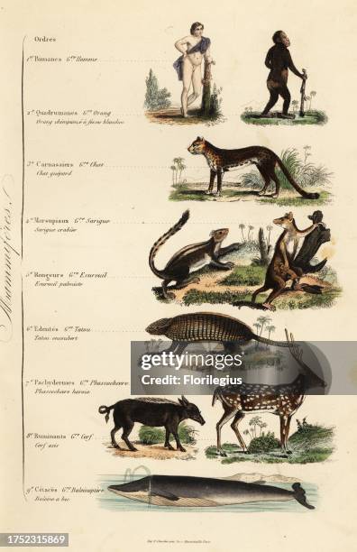 Orders of Mammals. Man, Homo sapiens, endangered chimpanzee, Pan troglodytes, cheetah, Acinonyx jubatus, Indian palm squirrel, Funambulus palmarum,...