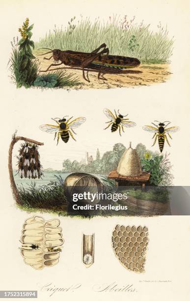 European field cricket, Gryllus campestris, and European honey bee, Apis mellifera, queen, worker and drone, hive, honeycomb, swarm, etc. Criquet,...