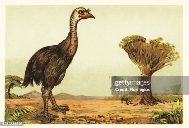 Giant moa and dragon tree. South Island giant moa, Dinornis robustus, extinct flightless bird of the south island of New Zealand. Standing in a...