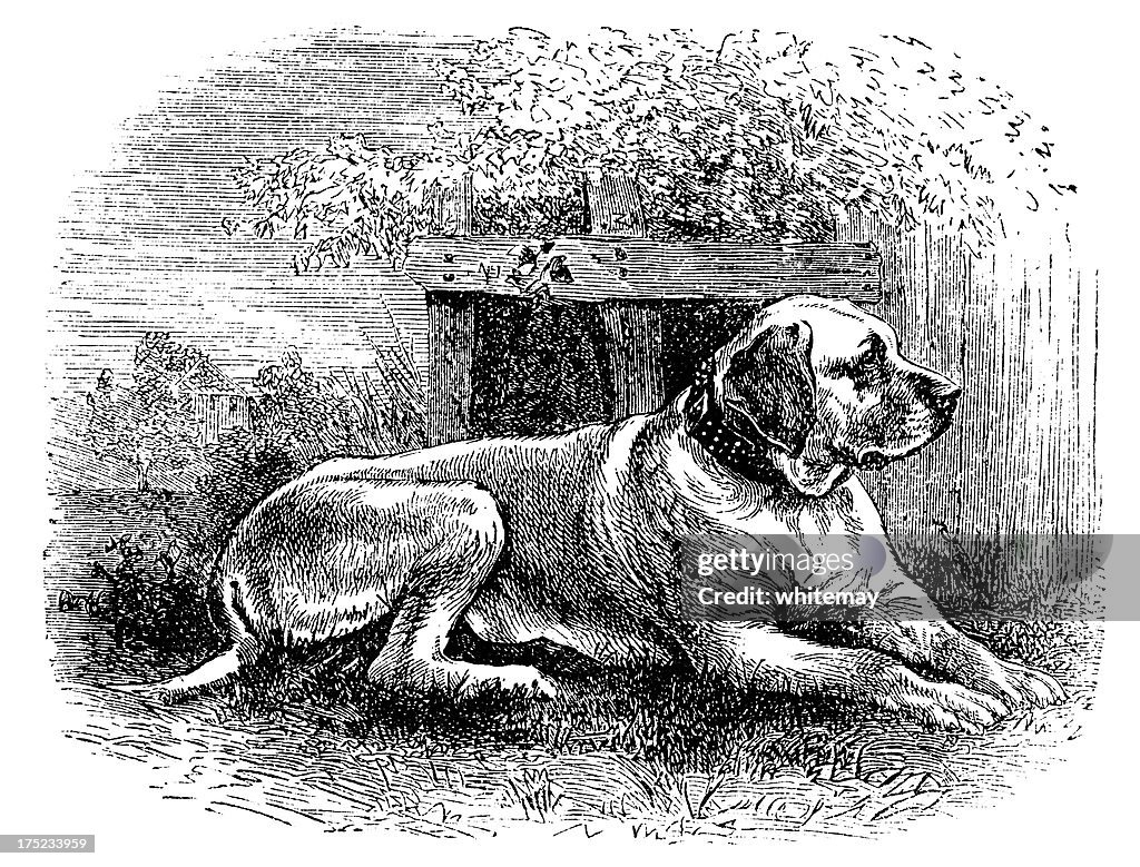 Mastiff - Victorian engraving