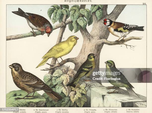 Goldfinch, Carduelis carduelis a, Atlantic canary, Serinus canaria b, common linnet, Linaria cannabina c, Eurasian siskin, Spinus spinus d, citril...