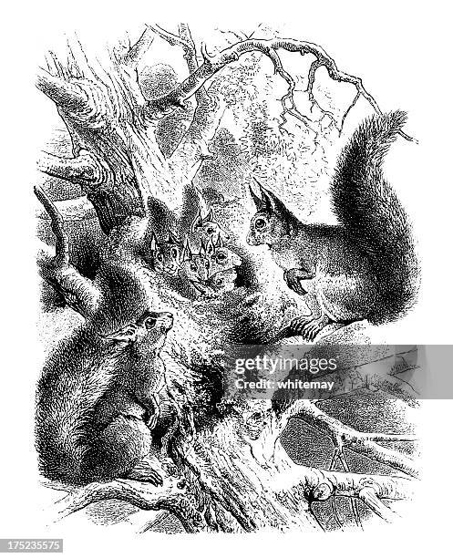 family of squirrels living in a tree - bushy stock illustrations