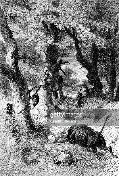 buffalo attack in tanganyika (tanzania) - lake tanganyika stock illustrations