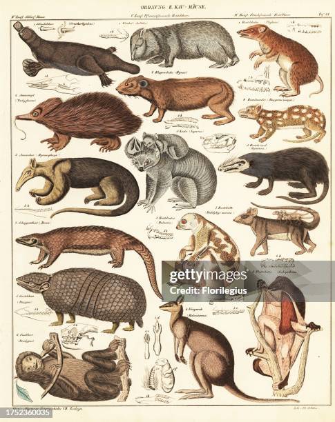Varieties of marsupials. Ordnung II. Kau-Maeuse. 1 Platypus, Ornithorhynchus anatinus, 1 wombat, Vombatus ursinus, 1 bandicoot, 2 short-beaked...