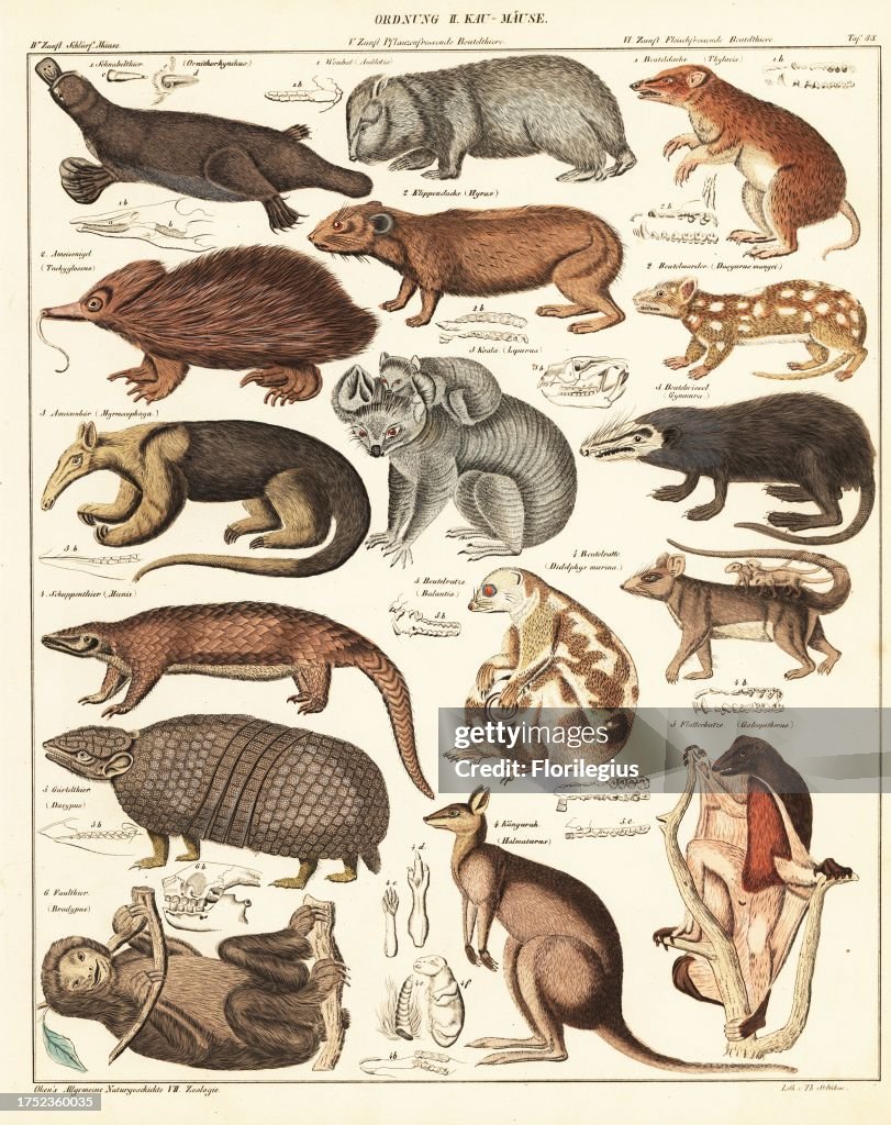 Varieties of marsupials