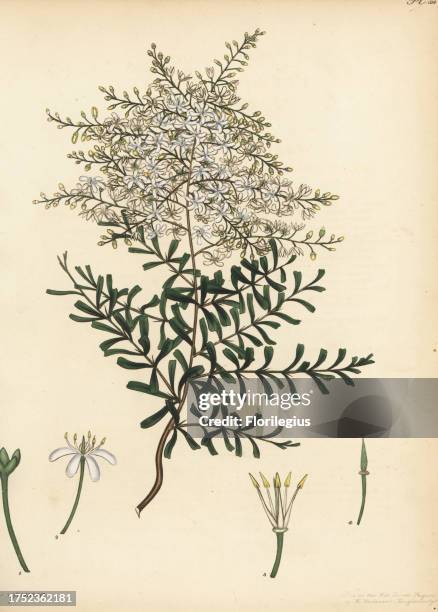 Bursaria spinosa. Thorny itea, Itea spinosa. From New Holland, Australia, in the garden collection of Mary Bright, the Marchioness of Rockingham....