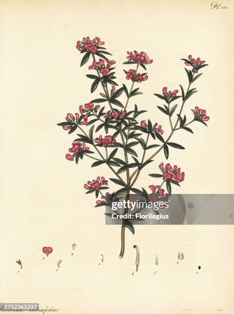 Mirbelia rubiifolia. Mudder-leaved pultenaea, Pultenaea rubiaefolia. From New Holland, Australia, in the Hammersmith nursery of Lee and Kennedy....