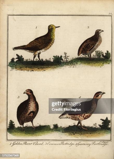 Golden plover, Pluvialis apricaria 1, quail, Coturnix coturnix 2, common partridge, Perdix perdix 3, and Guernsey partridge, Alectoris rufa 4....