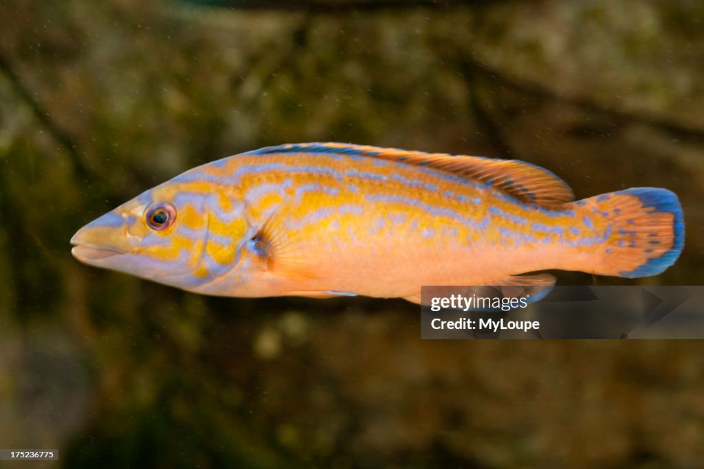 Cuckoo Wrasse fish (Labrus bimaculatus)
