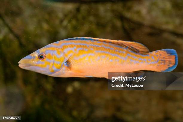Cuckoo Wrasse fish (Labrus bimaculatus), Fotografia de notícias