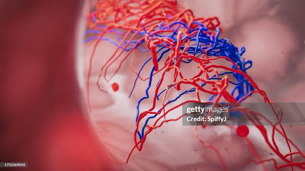 Veins and arteries inside internal organ
