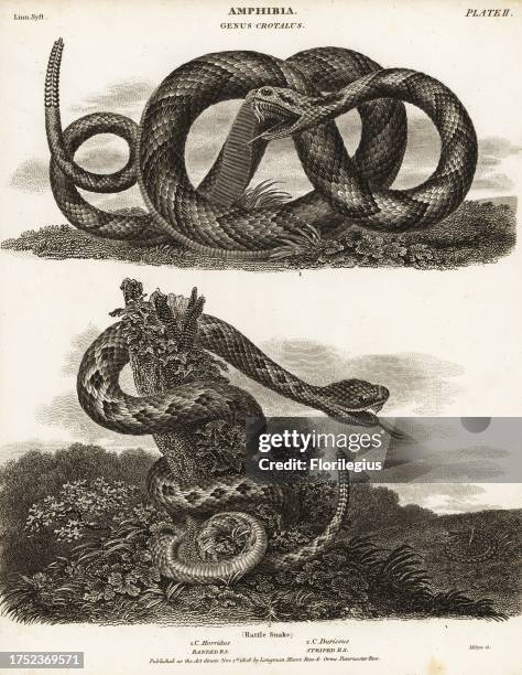 Leper Rattle 151 Timber Rattlesnake Stock Photos, High-Res Pictures, and Images ...