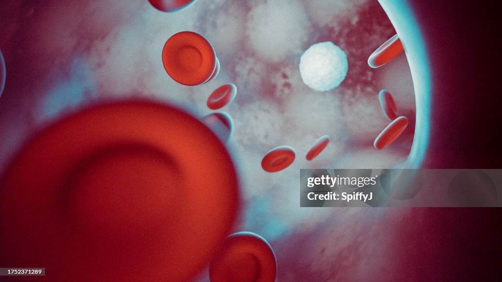 Red and white blood cells inside vein or artery