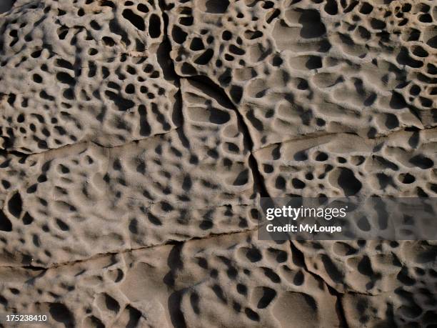 Pitted Rocks 30 Dactylus Stock Photos, High-Res Pictures, and Images - Getty Images