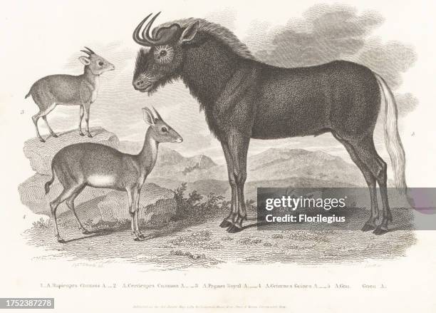 Royal antelope, Neotragus pygmaeus 3, bush duiker, Capra grimmia 4, and black wildebeest or white-tailed gnu, Connochaetes gnou 5. Copperplate...