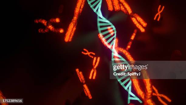 dna-strang und x-chromosom - chromosom stock-fotos und bilder