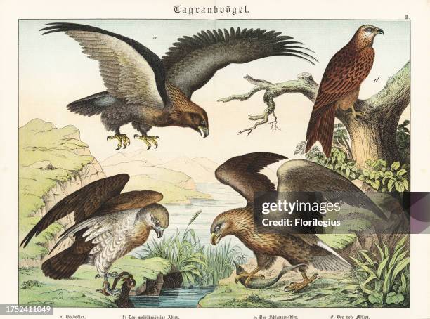 Golden eagle, Aquila chrysaetos a, white-tailed eagle with fish, Haliaeetus albicilla b, short-toed snake eagle with snake, Circaetus gallicus c, and...