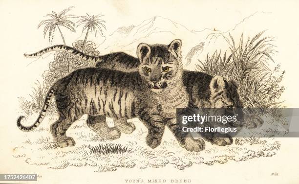 Young mixed breed cubs, hybrid lion and tiger cubs, liger or tigon, Panthera leo and Panthera tigris. Handcoloured steel engraving by Joseph Kidd...