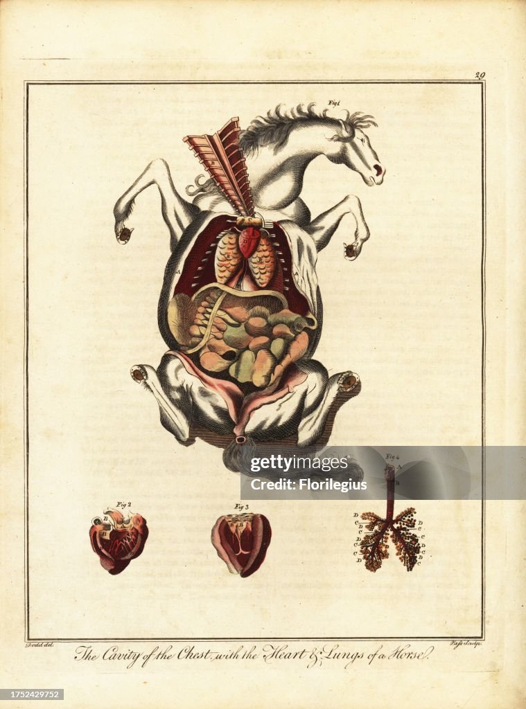 Anatomy of a horse