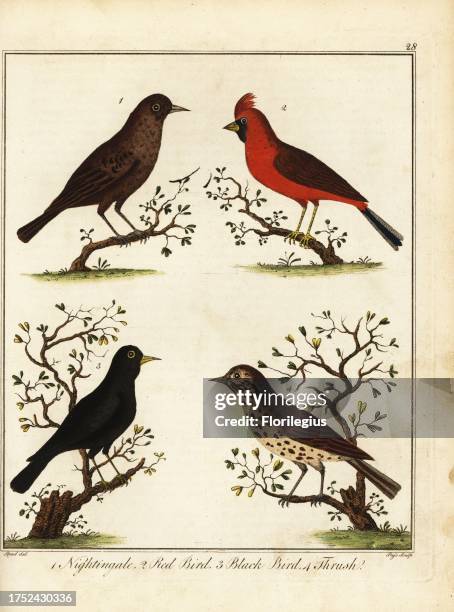 Nightingale, Luscinia megarhynchos 1, red bird, northern cardinal, Cardinalis cardinalis 2, black bird, Turdus merula 3 and song thrush, Turdus...