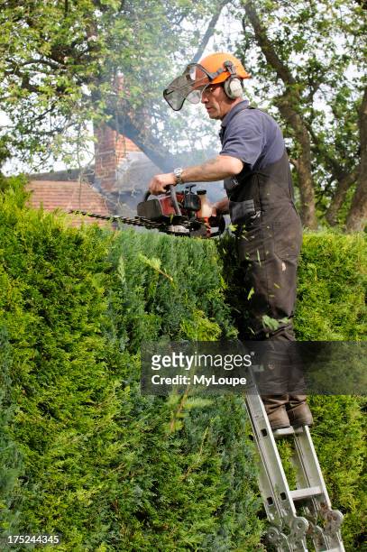 Gardener cutting a Leylandii conifer hedge from a ladder and using a petrol driven hedge cutter