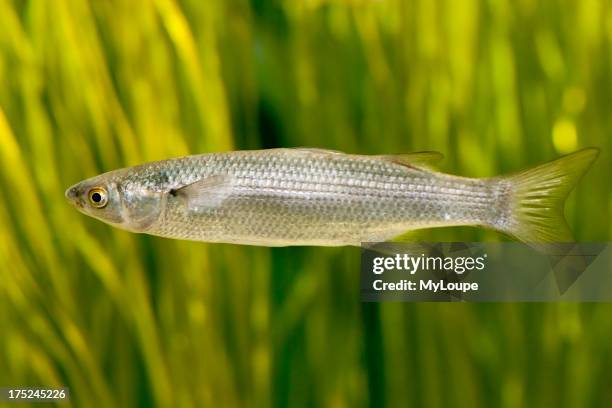 Herring fish