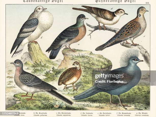 Stock dove, Columba oenas a, cropper dove, Columba gutturosa b, extinct passenger pigeon, Ectopistes migratorius c, Barbary dove, Streptopelia...