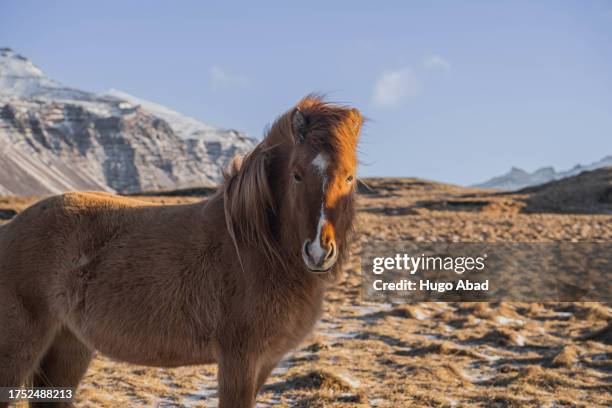 beautiful icelandic horse in front of the hofn mountains - horse front view stock pictures, royalty-free photos & images