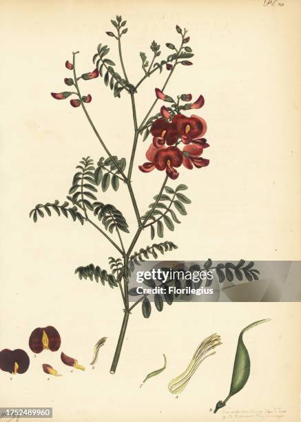 Smooth Darling pea, Swainsona galegifolia. Goat's-rue leaved vetch, Vicia galegifolia. From New Holland, Australia, in Lee and Kennedy's Hammersmith...