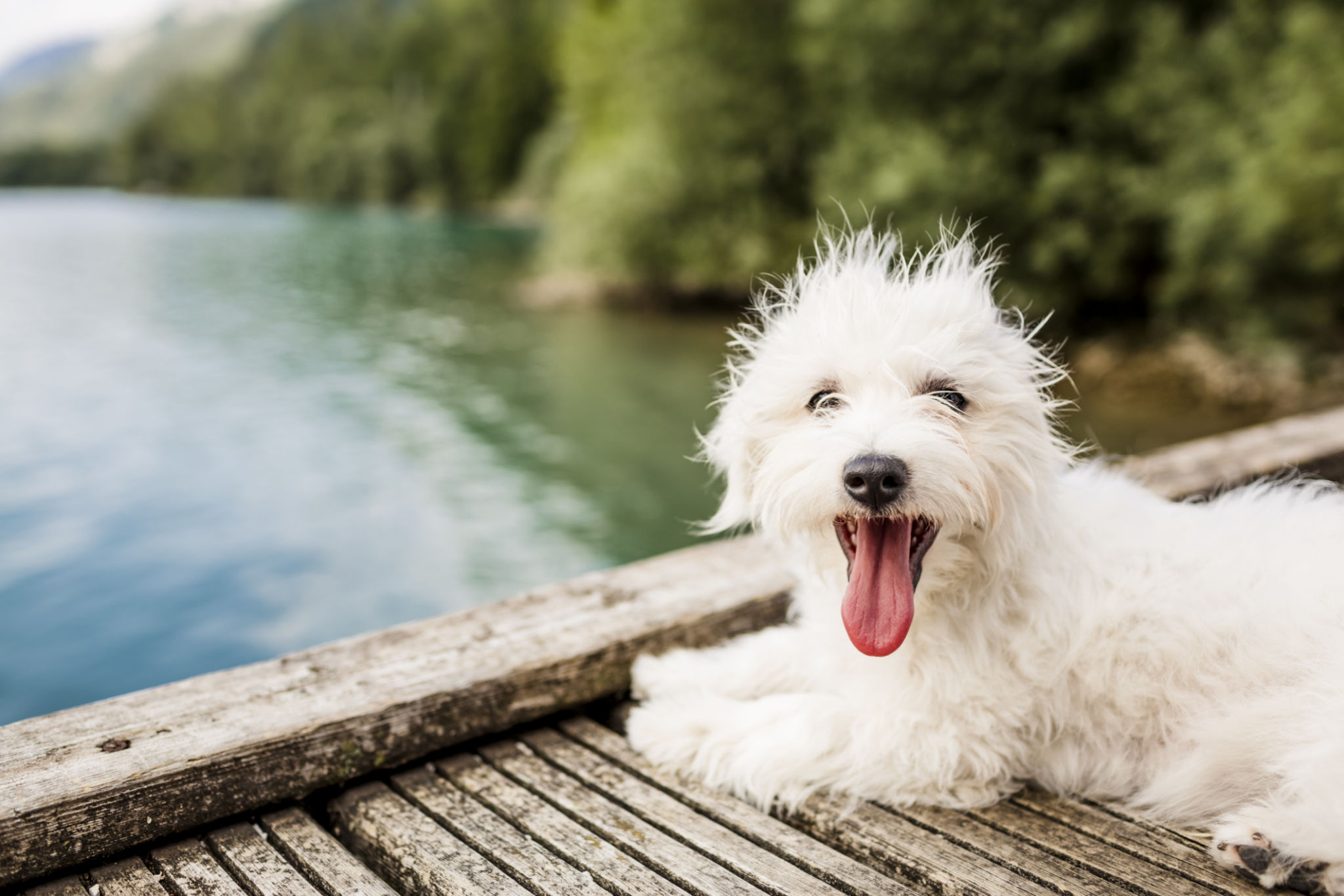 dog summer