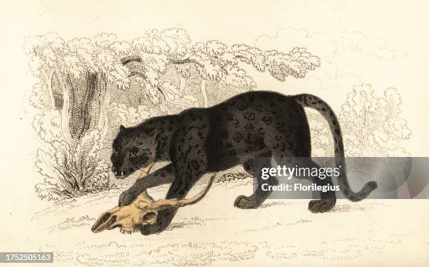 Black jaguar or black panther, Fanthera onca, with skull. Melanistic variant of the jaguar. A specimen was exhibited in George Wombwell's Menagerie....